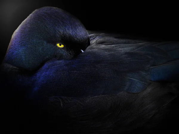 一只黑色背景的神秘鸭的特写镜头 — 图库照片
