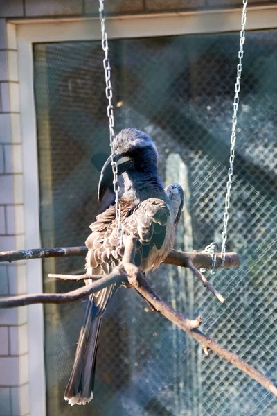 Eine Vertikale Aufnahme Eines Papageis Zoo Der Auf Einem Ast — Stockfoto