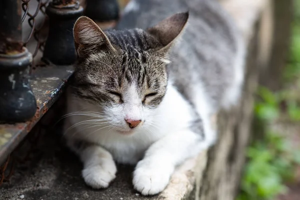 Primer Plano Lindo Gato Dormido — Foto de Stock