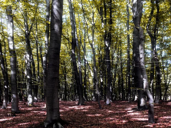 Une Belle Vue Forêt Feuillus Avec Hauts Arbres Sur Terrain — Photo