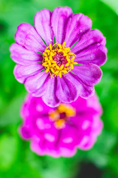 Top View Bright Purple Zinnia Flower — Stock Photo, Image