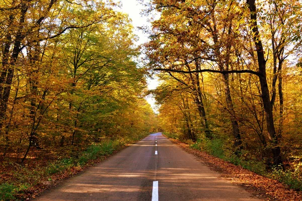 Eine Schöne Aufnahme Der Straße Durch Den Dichten Wald Einem — Stockfoto