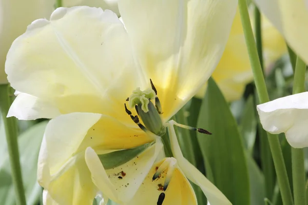 Мягкий Фокус Тычинки Пестика Полностью Цветущего Белого Тюльпана Саду — стоковое фото