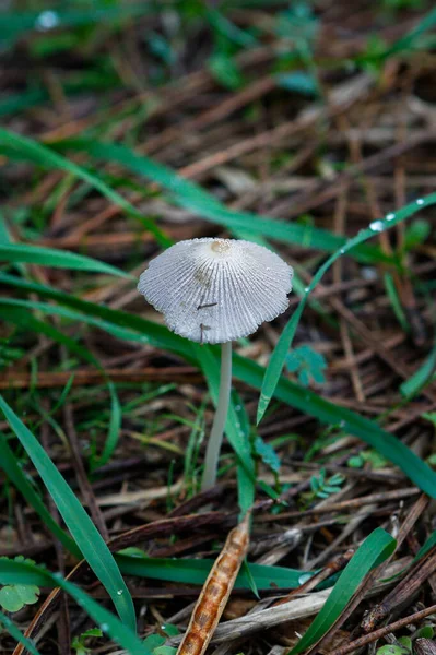 Gros Plan Champignon Dans Forêt — Photo