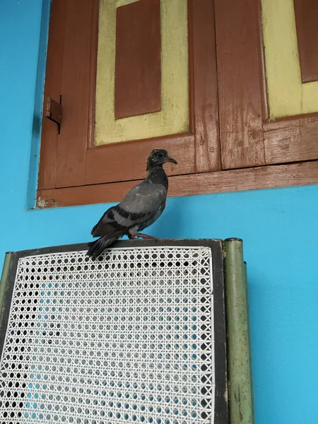 Ash Color Pigeon Images Libres De Droit Photos De Ash Color Pigeon Depositphotos