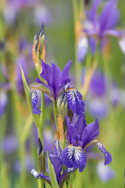 Eine Vertikale Selektive Fokusaufnahme Der Lila Iris Sibirica Blume — Stockfoto