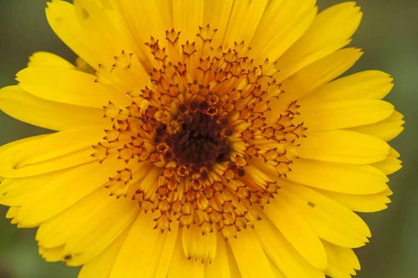 Ένα Κοντινό Πλάνο Ενός Όμορφου Κίτρινου Λουλουδιού — Φωτογραφία Αρχείου