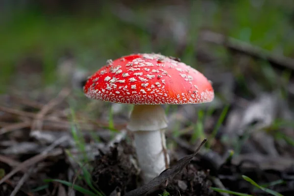 Een Close Shot Van Een Paddestoel Het Bos — Stockfoto