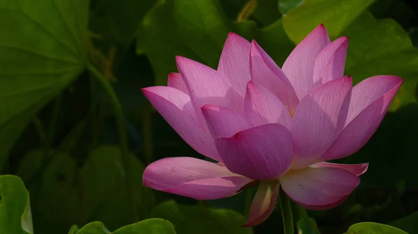Eine Nahaufnahme Von Lotus Auf Dem Teich — Stockfoto