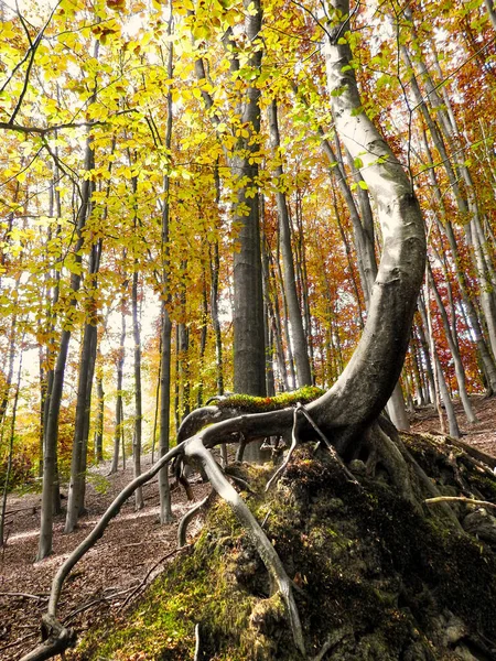 Svislý Záběr Vzbouřeneckého Stromu Pozadí Lesa — Stock fotografie