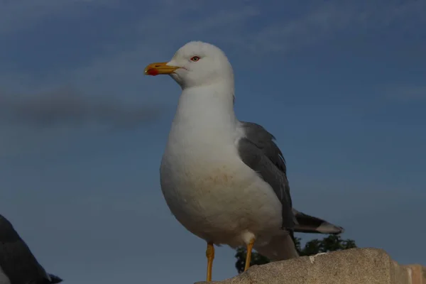 Closeup Seagull Looking Aside Background Blue Sky — Stock Photo, Image