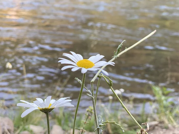 一个美丽的白色雏菊生长在田野旁边的其他雏菊在模糊的背景下 — 图库照片