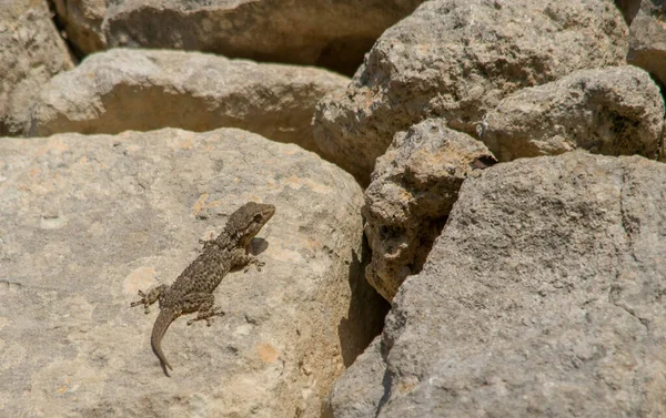 Closeup Common Wall Gecko Limestone Walls Sunlight Malta — Stock Photo, Image