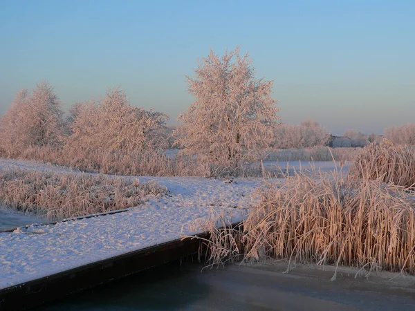 Eine Majestätische Winterlandschaft Mit Eisigen Frostbedeckten Bäumen Den Niederlanden — Stockfoto