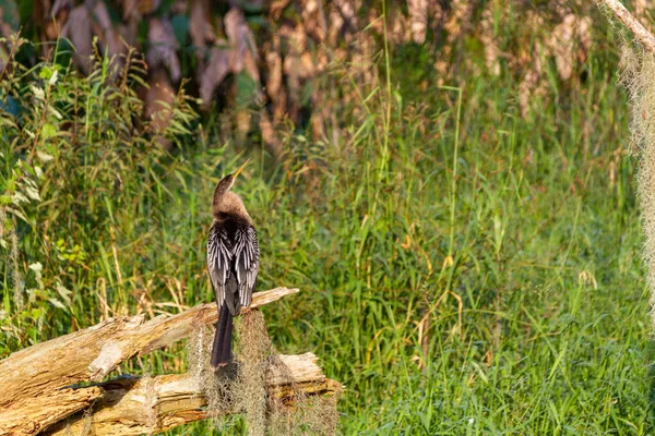 Anhinga Rezerwacie Circle Bar Niedaleko Lakeland Florydzie — Zdjęcie stockowe