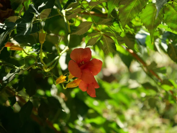 Una Splendida Vista Sui Fiori Tropicali Arancioni — Foto Stock