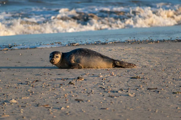 Eine Entzückende Nassrobbe Einem Sandstrand Meer Die Die Kamera Blickt — Stockfoto