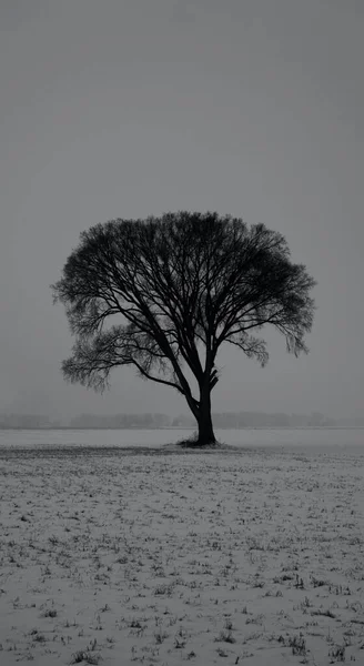 Μια Κάθετη Διαβαθμίσεις Του Γκρι Ενός Μοναχικού Δέντρου Ένα Χωράφι — Φωτογραφία Αρχείου