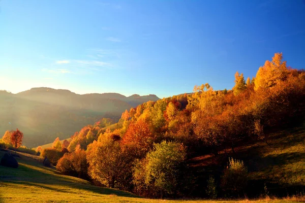 Hipnotyzujący Strzał Lasu Drzewami Jesiennym Dniu Pod Cle Niebem — Zdjęcie stockowe