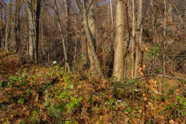 Tronchi Albero Nel Mezzo Una Foresta — Foto Stock