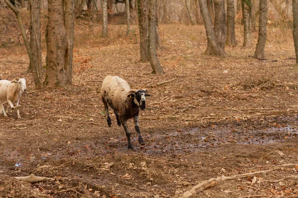 Tiro Foco Seletivo Cabras Capra Aegagrus Hircus Parque Natural Montseny — Fotografia de Stock