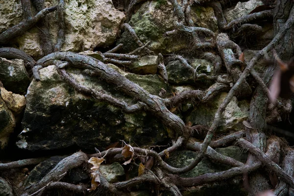 Las Raíces Árbol Haciendo Camino Través Las Piedras Irregulares Muro —  Fotos de Stock