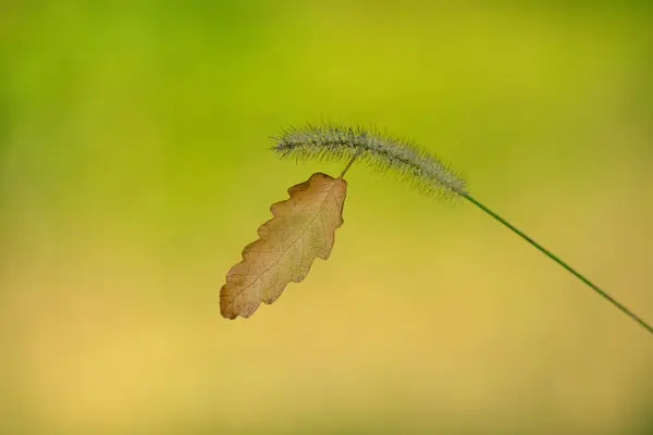 Eine Nahaufnahme Eines Busches Mit Einem Einzigen Gelben Blatt — Stockfoto