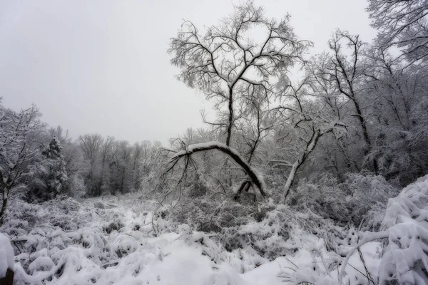 冬日里 树木结冰 雪白晶莹 — 图库照片