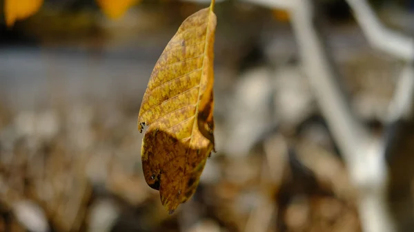 가을에 배경이 흐릿하게 보이는 가지에 노란색 클로즈업 — 스톡 사진