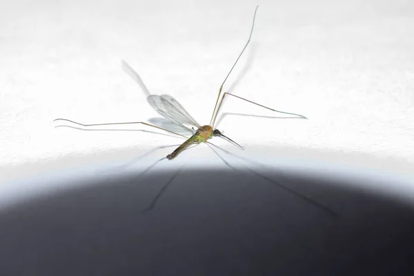 Tiro Close Mosquito Uma Superfície Branca Cinza — Fotografia de Stock
