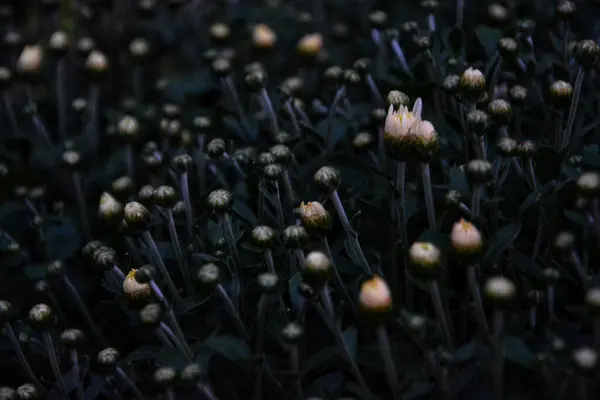 Egy Szelektív Fókusz Felvétel Fiatal Virág Bimbók Készen Áll Hogy — Stock Fotó
