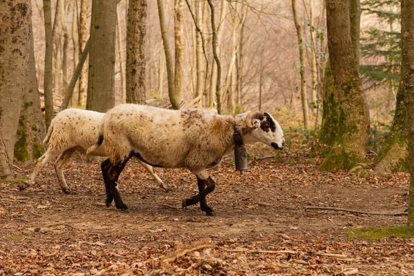 Plan Sélectif Des Chèvres Capra Aegagrus Hircus Parc Naturel Montseny — Photo