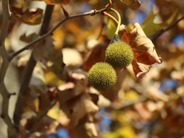 Tiro Foco Seletivo Uma Árvore Plana Com Folhas Outono — Fotografia de Stock