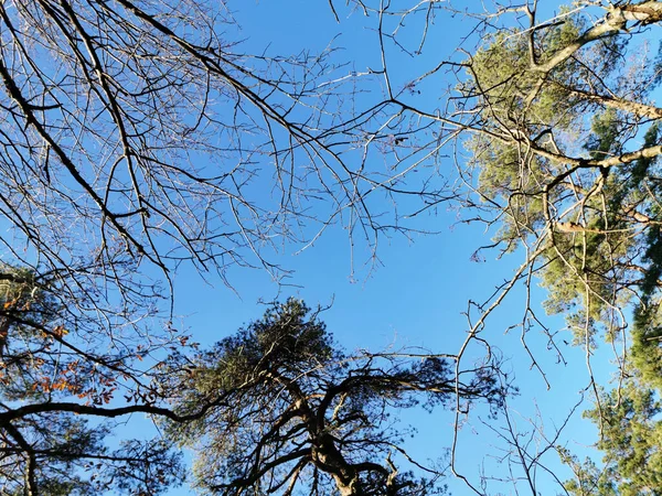 Tiro Ângulo Baixo Capturado Uma Floresta Meio Das Árvores Dia — Fotografia de Stock