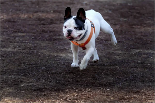 Adorable Bulldog Dog Running Park — Stock Photo, Image