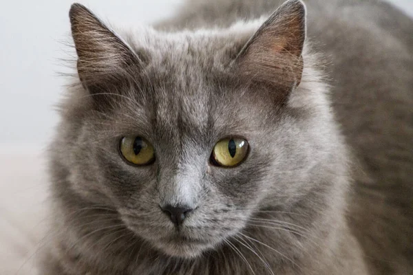 Een Close Shot Van Een Grijze Kat Met Groene — Stockfoto