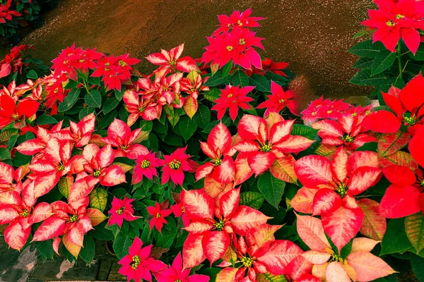 Detailní Záběr Krásné Jasně Červené Poinsetia Květiny Rostoucí Zahradě — Stock fotografie