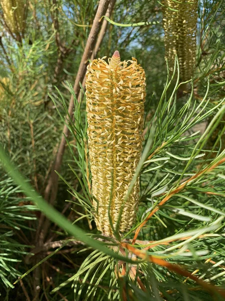 Eine Vertikale Aufnahme Einer Laterne Banksia Banksia Ericifolia Durch Eine — Stockfoto