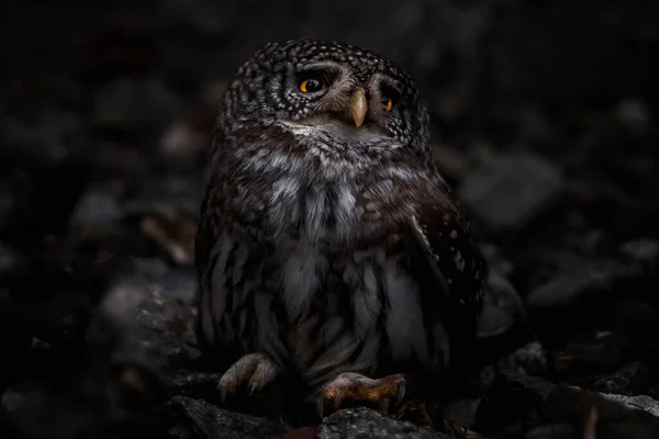 Selective Focus Endearing Owl Looking Aside Blurred Dark Background — Stock Photo, Image