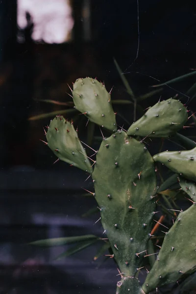 Primer Plano Vertical Cactus Espinoso —  Fotos de Stock