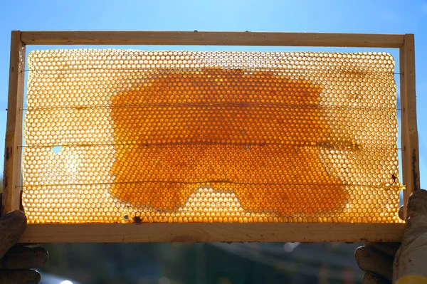 Pozadí Textura Vzor Voskové Voskové Voskové Plástve Včelího Úlu Naplněného — Stock fotografie