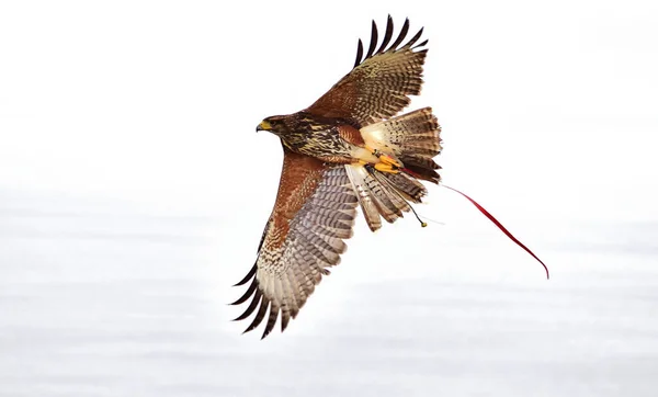 鷹狩りに使われた捕虜のハリス ホークは 鷹によって訓練飛行のために連れ出された 羽が広がり羽や爪の詳細 — ストック写真