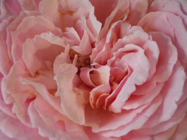 Closeup Shot Blooming Pink Rose Perfect Background — Stock Photo, Image