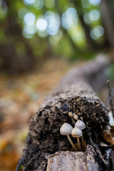 Vertical Selectmycena Small Mushrooms Chestnut Forest — Stock Photo, Image