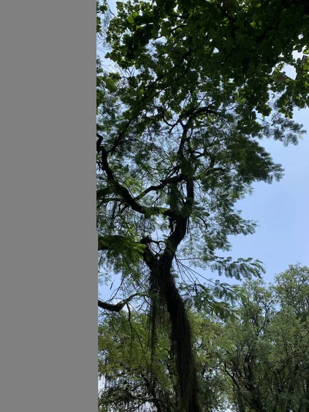 Eine Vertikale Aufnahme Von Bäumen Sonnenlicht Und Ein Blauer Himmel — Stockfoto