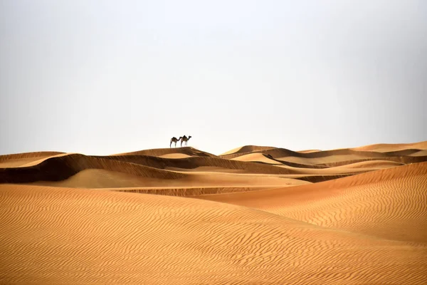 Una Hermosa Vista Los Camellos Las Dunas Del Desierto Badayer — Foto de Stock