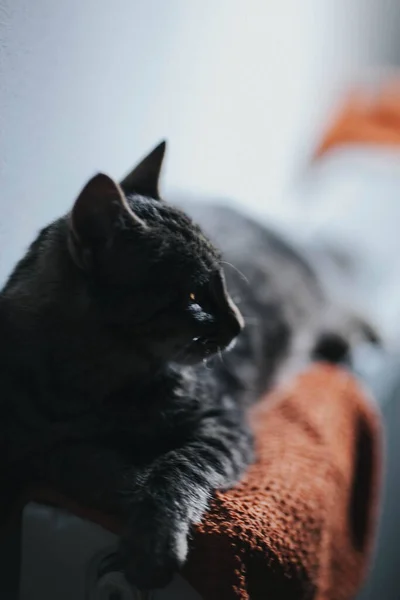 Selektive Fokusaufnahme Einer Katze Die Auf Einer Weichen Oberfläche Liegt — Stockfoto