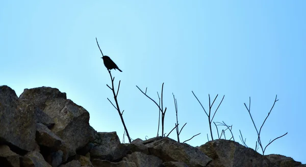 Silhuetten Europeisk Robin Kvist Den Maltesiska Landsbygden — Stockfoto