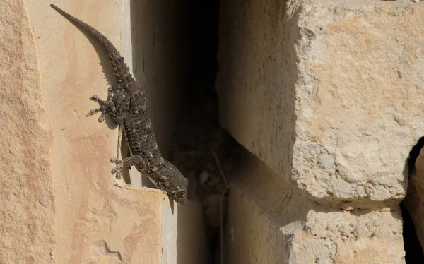Зібрання Звичайного Гекона Вапнякових Стінах Під Сонячним Світлом Мальті — стокове фото