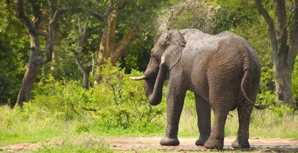 大きな象の噴霧水の選択的な焦点ショット — ストック写真